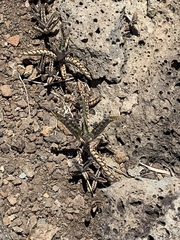 Kalanchoe daigremontiana