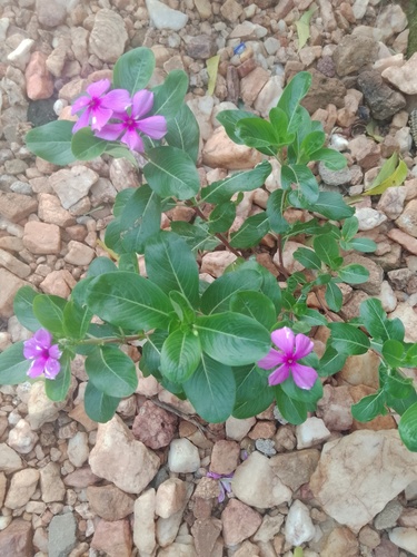 Madagascar Periwinkle