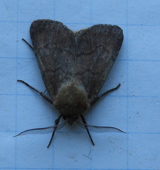 Protorthodes oviduca