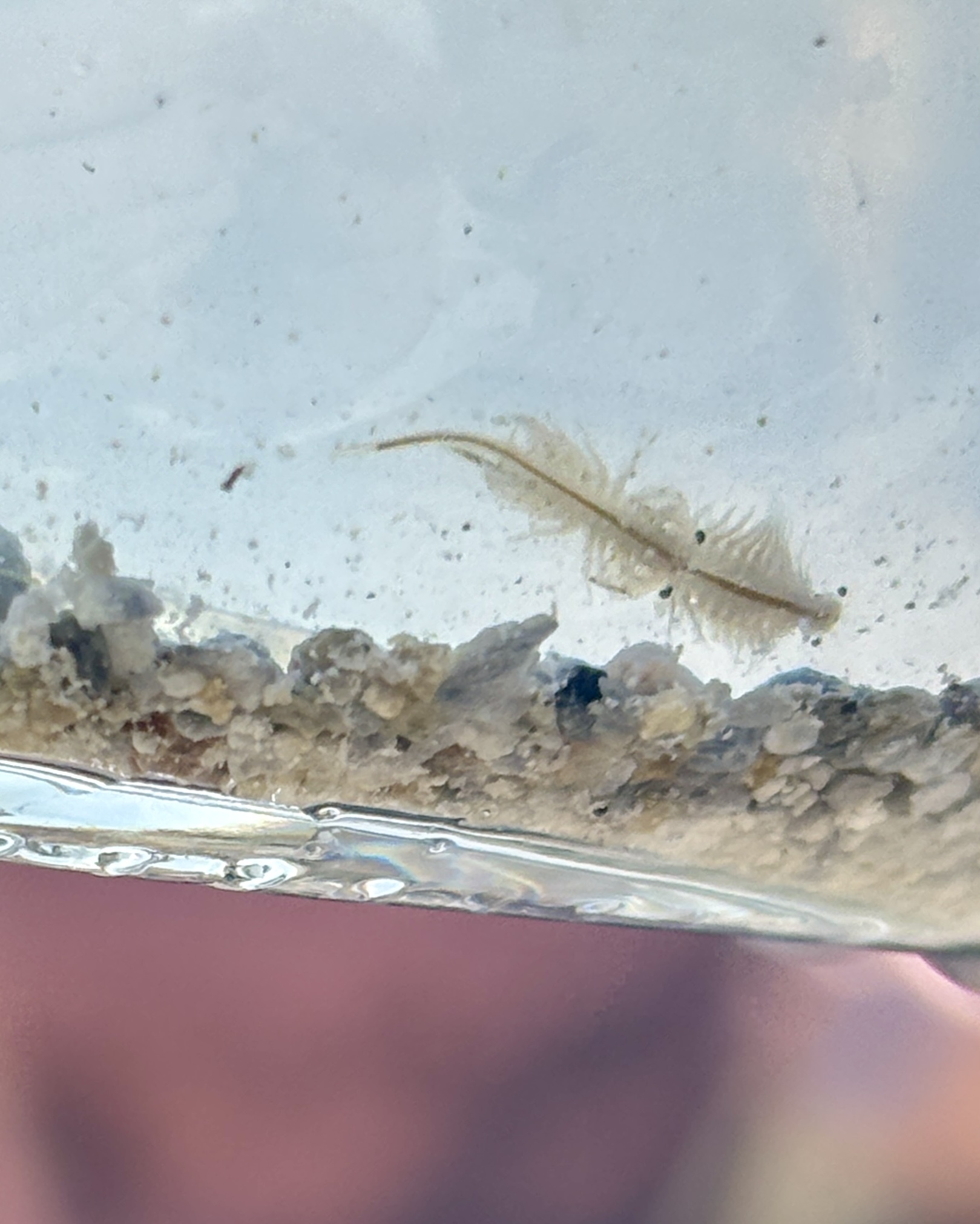 Artemia monica Verrill, 1869