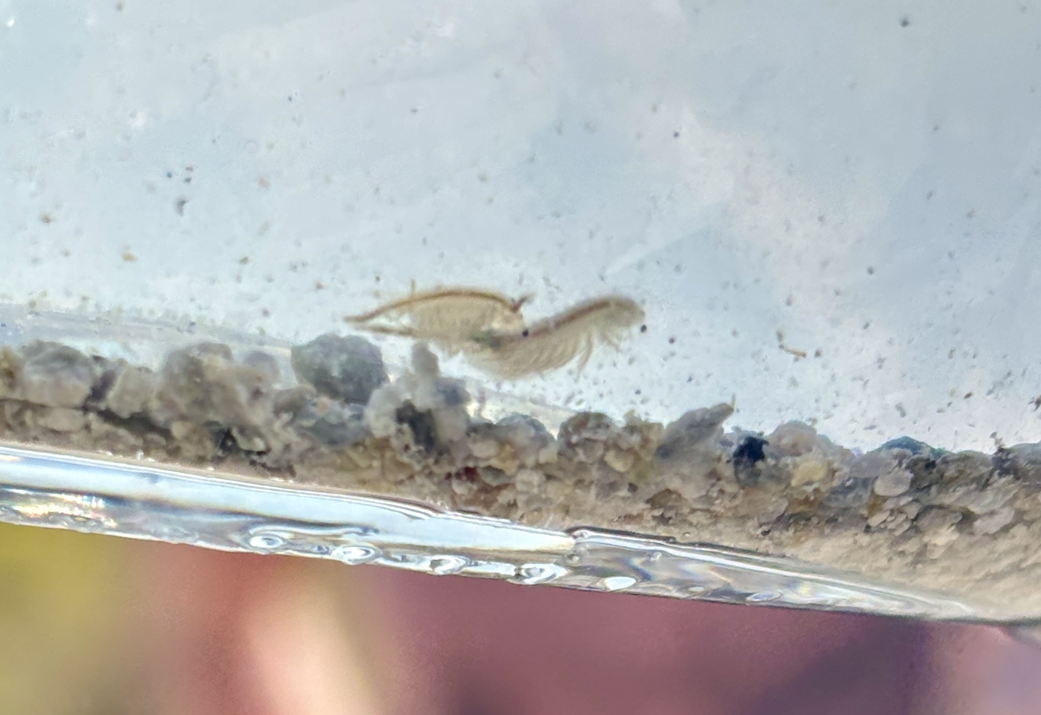 Artemia monica Verrill, 1869