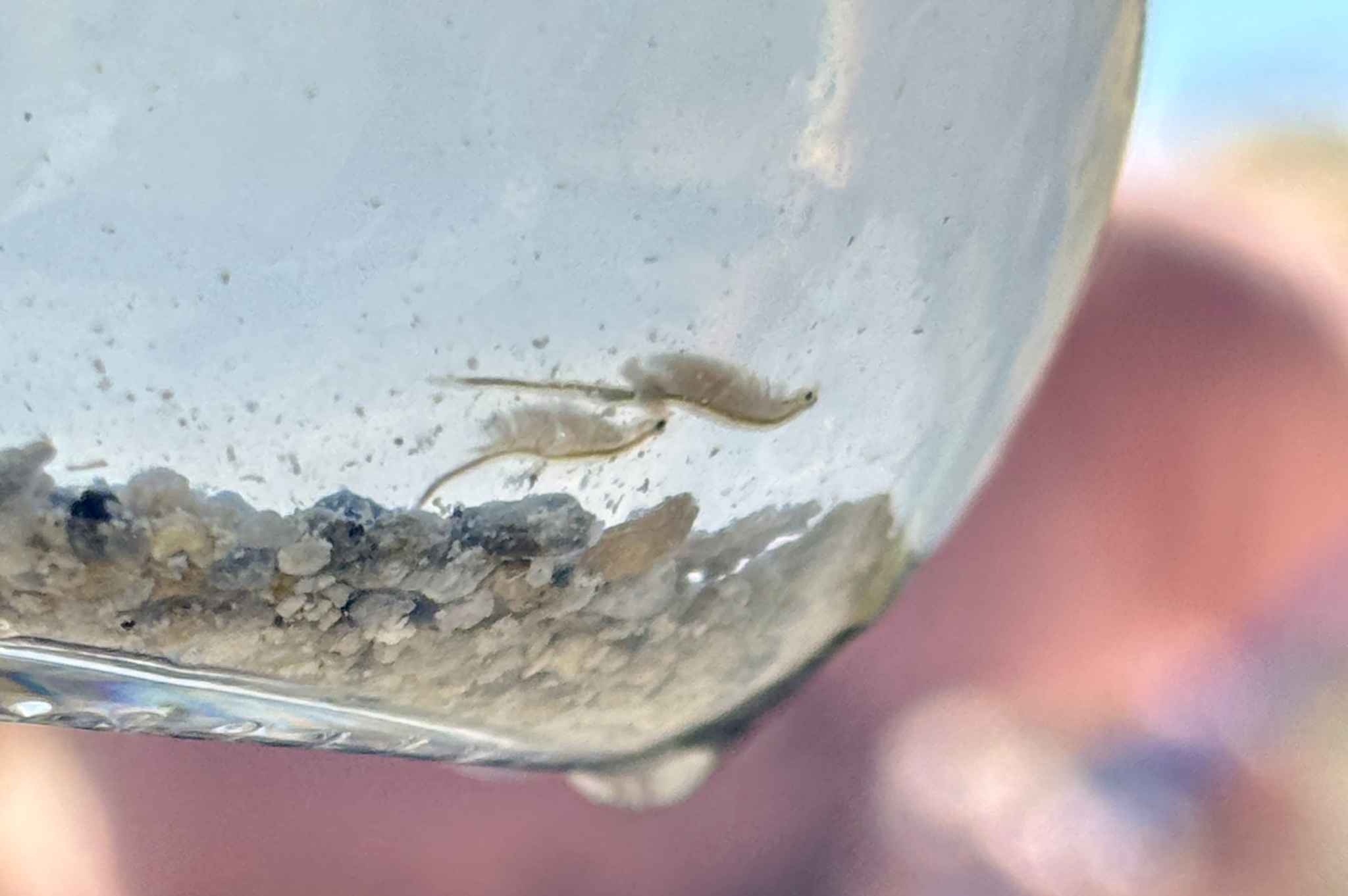 Artemia monica Verrill, 1869