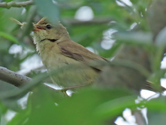 Acrocephalus scirpaceus