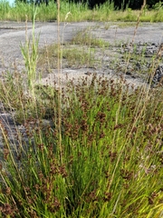 Juncus gerardi