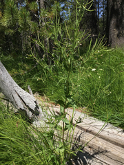 Epilobium glaberrimum