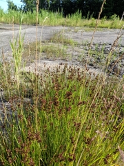 Juncus gerardi