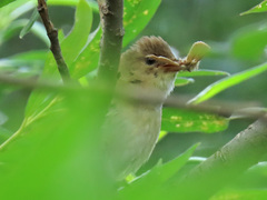 Acrocephalus scirpaceus