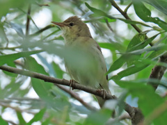 Acrocephalus scirpaceus