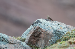 Chalcostigma olivaceum