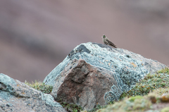 Chalcostigma olivaceum