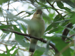 Acrocephalus scirpaceus