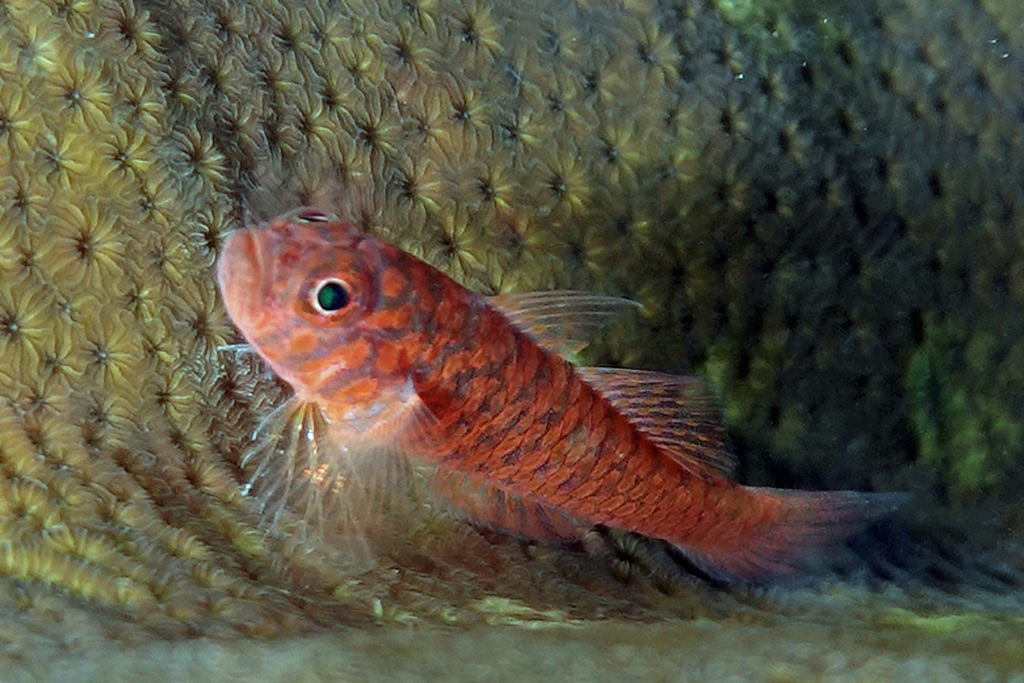 Reader's Pygmygoby