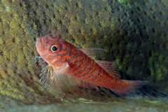 Reader's Pygmygoby photo 1