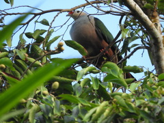 Ducula rubricera