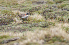 Phegornis mitchellii