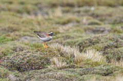 Phegornis mitchellii