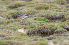 Phegornis mitchellii