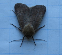 Protorthodes oviduca