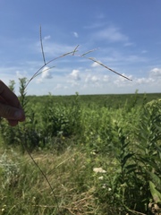 Schedonnardus paniculatus