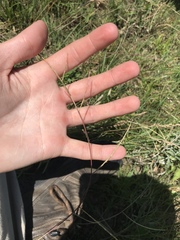 Schedonnardus paniculatus