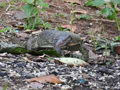 Varanus indicus