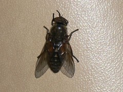 Hybomitra bimaculata