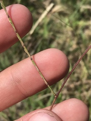 Schedonnardus paniculatus