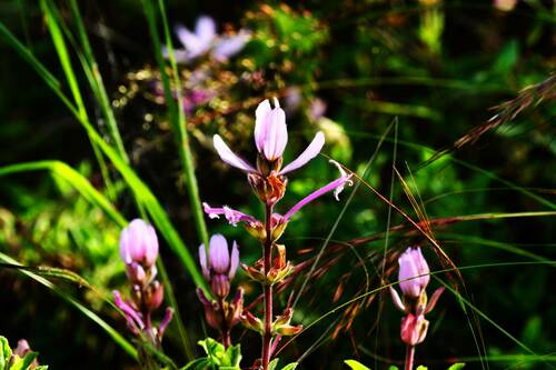 Image of Syncolostemon comosus by (c) Paulmathi Vinod, some rights reserved (CC BY)