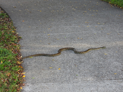 Coastal Carpet Python sighting