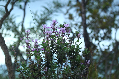 Hairy Java Tea (Syncolostemon comosus)