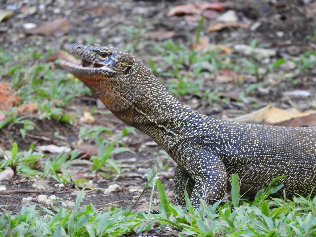 Indian Monitor Lizard