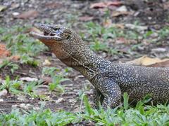 Varanus indicus