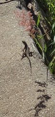 Tropidurus torquatus
