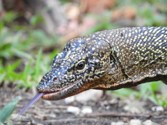 Varanus indicus