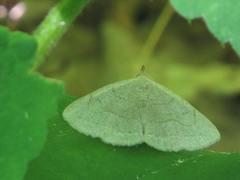 Zanclognatha pedipilalis