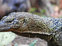 Varanus indicus