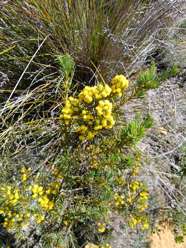 Acacia sulcata, 2024-10-02