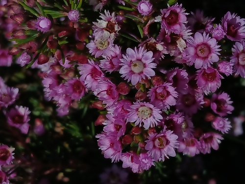 Image of Verticordia plumosa by (c) naturewatchwidow, some rights reserved (CC BY)