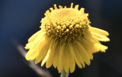 Helenium bolanderi