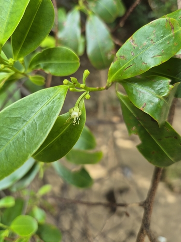 Erythroxylum cuneatum observed 2024-10-02
