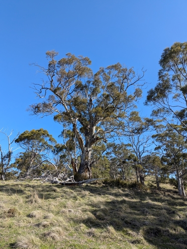 Image of Eucalyptus pulchella by no rights reserved