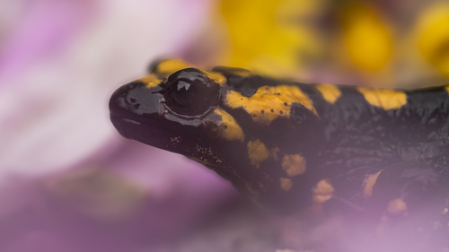 Corsican Fire Salamander, Corse, FR, photo 9 of 10