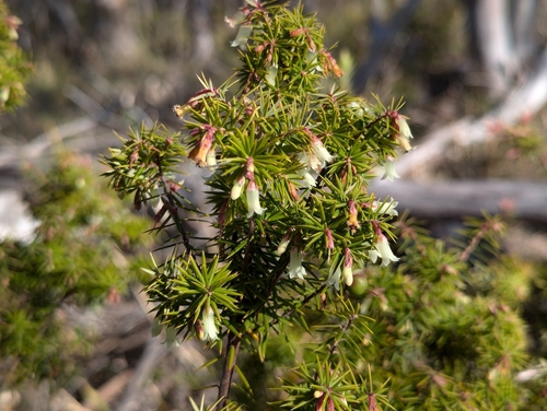 Image of Leptecophylla divaricata by no rights reserved