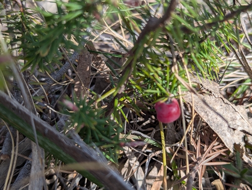 Image of Spreading Pinkberry (Leptecophylla divaricata) by no rights reserved