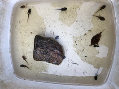 Lithobates sylvaticus