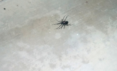 Latrodectus hesperus