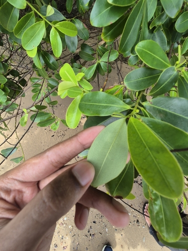 Erythroxylum cuneatum observed 2024-10-02