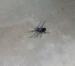 Latrodectus hesperus