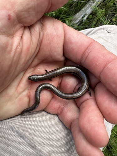 Yellow-bellied Three-toed Skink