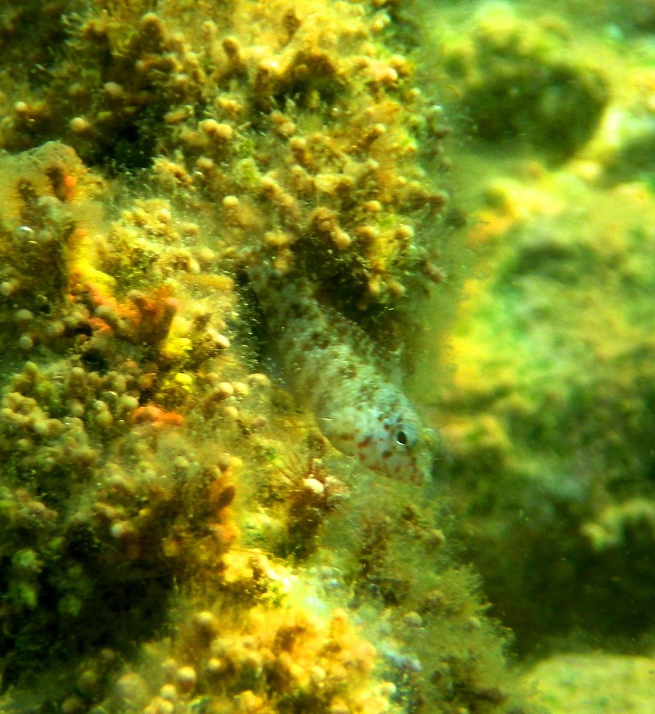Coral Blenny